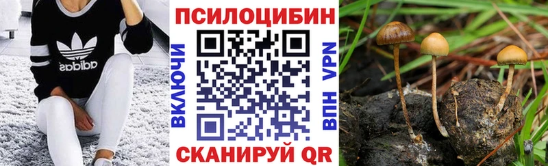 Псилоцибиновые грибы Psilocybe  Камень-на-Оби 